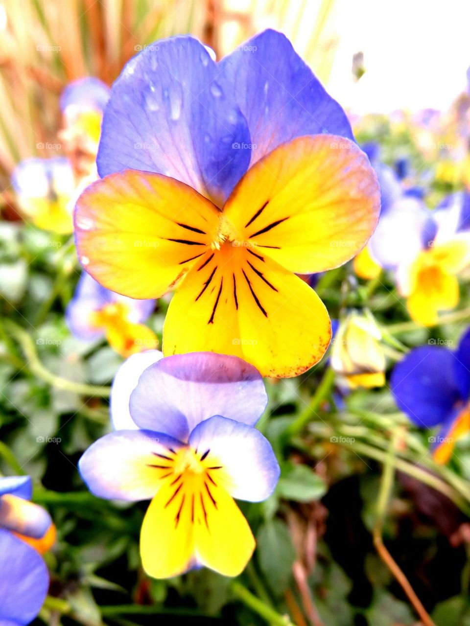 pansies