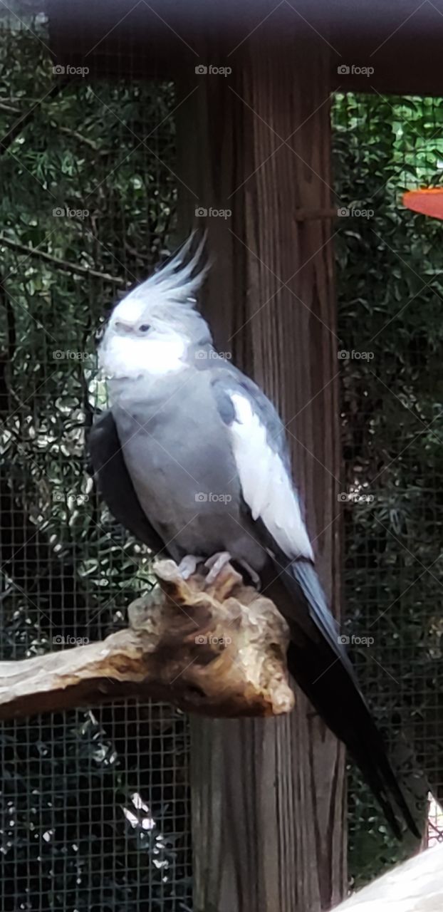 Cockatoo