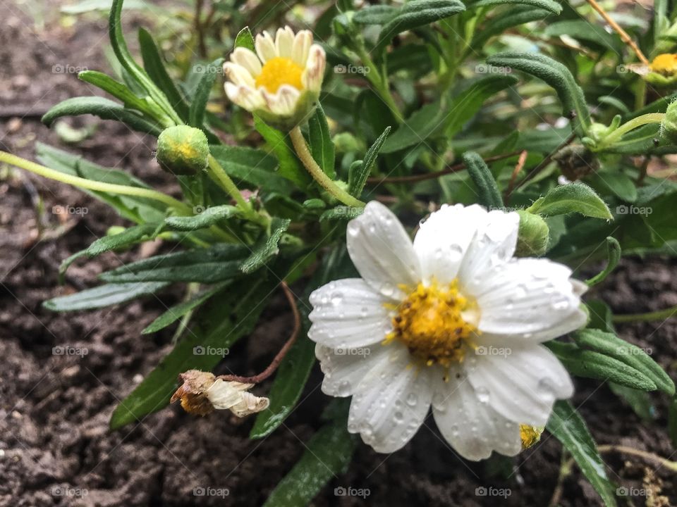 Daisies in the rain