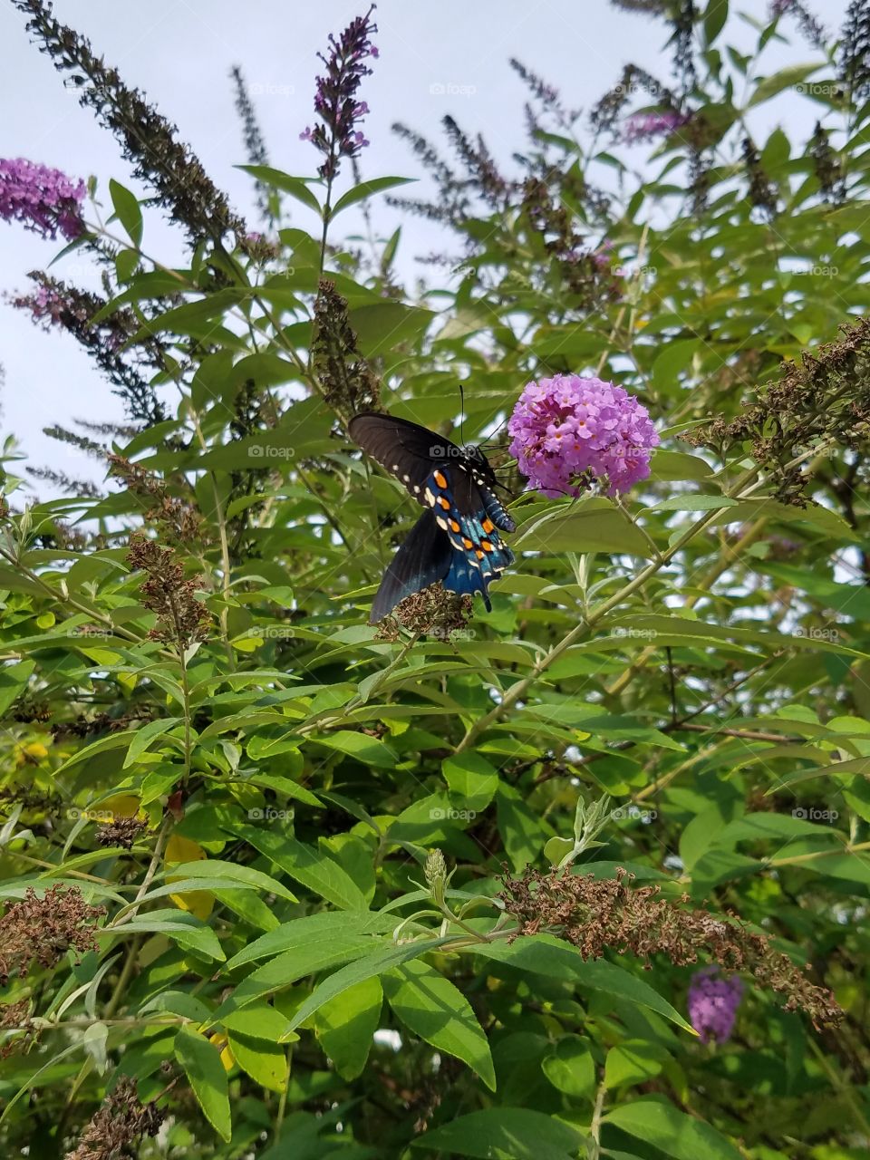 Butterflies fly away