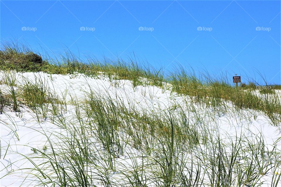 Beach Hillside Sand Dune