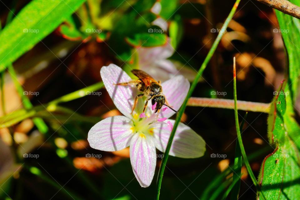 bee