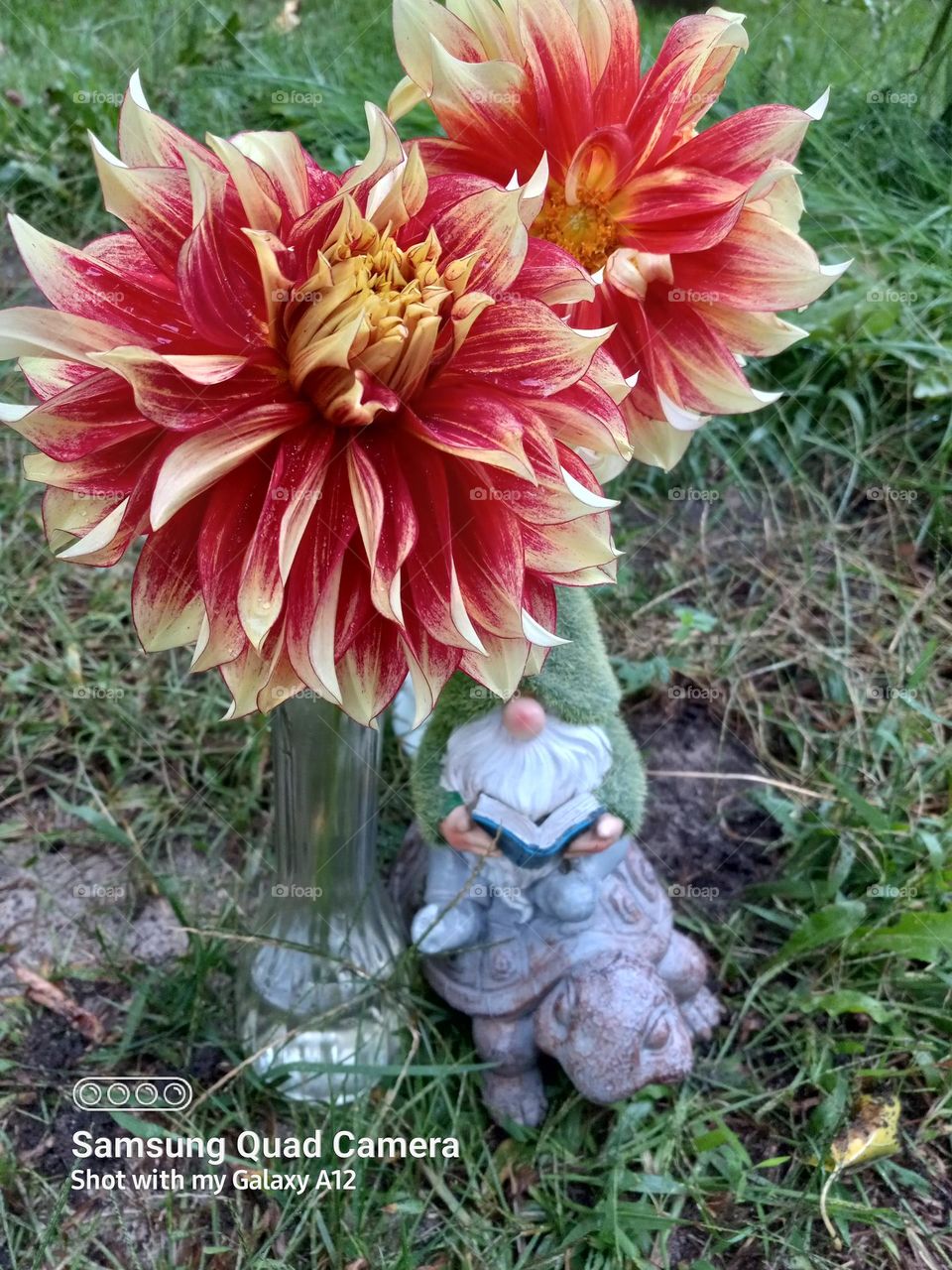 just a gnome photo bombing the dahlias