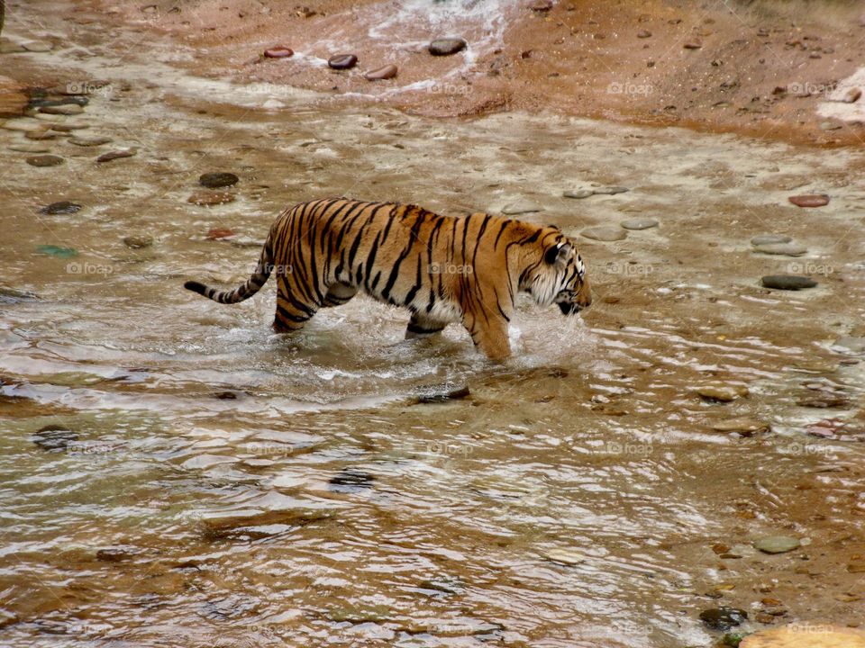 Tiger in Water