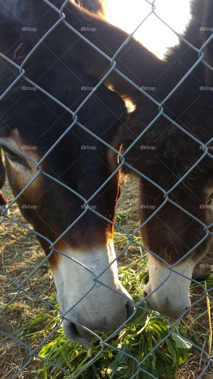 Fence, Mammal, No Person, Farm, Livestock