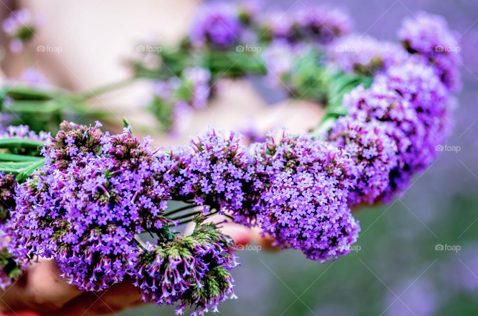 lavender wreath in hands