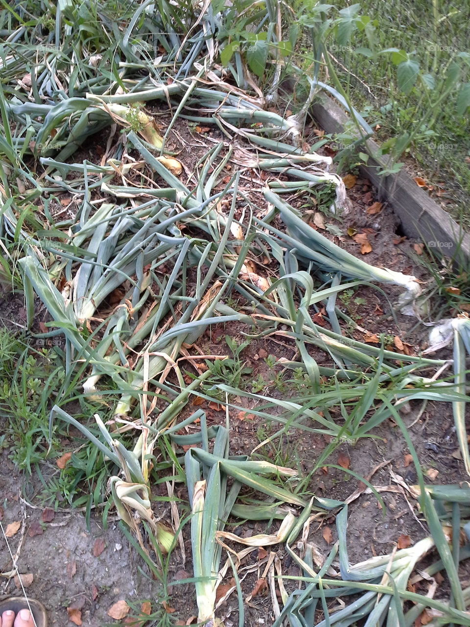 Onion Harvest