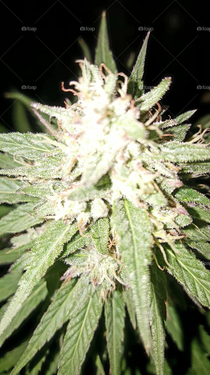 Nature, Medicine, Leaf, Flora, No Person