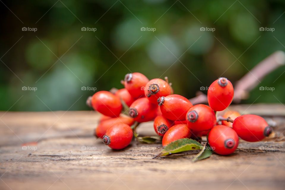 Rose hip Berries closeup on daylight 