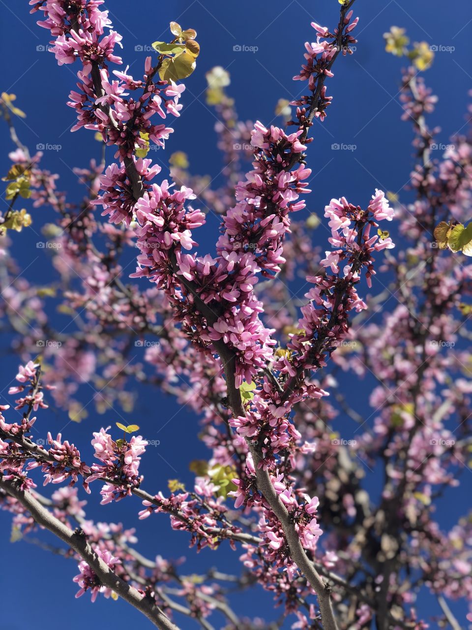 Spring time in Portugal.