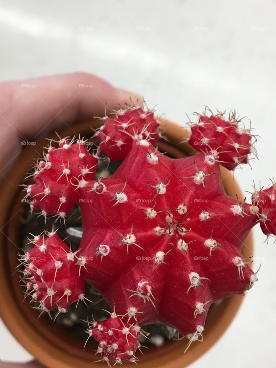 Red Cactus flower