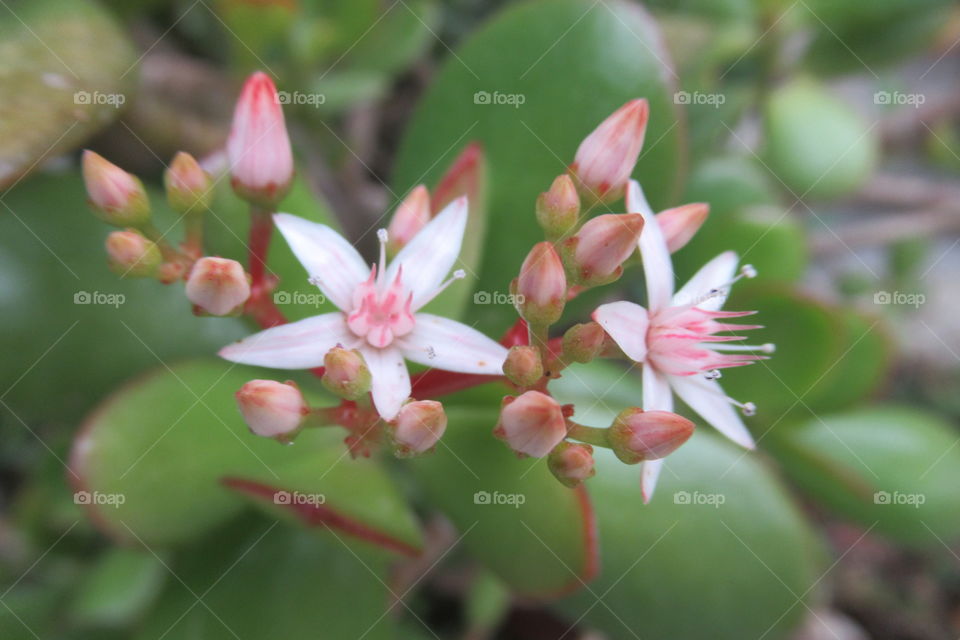 Succulent flower