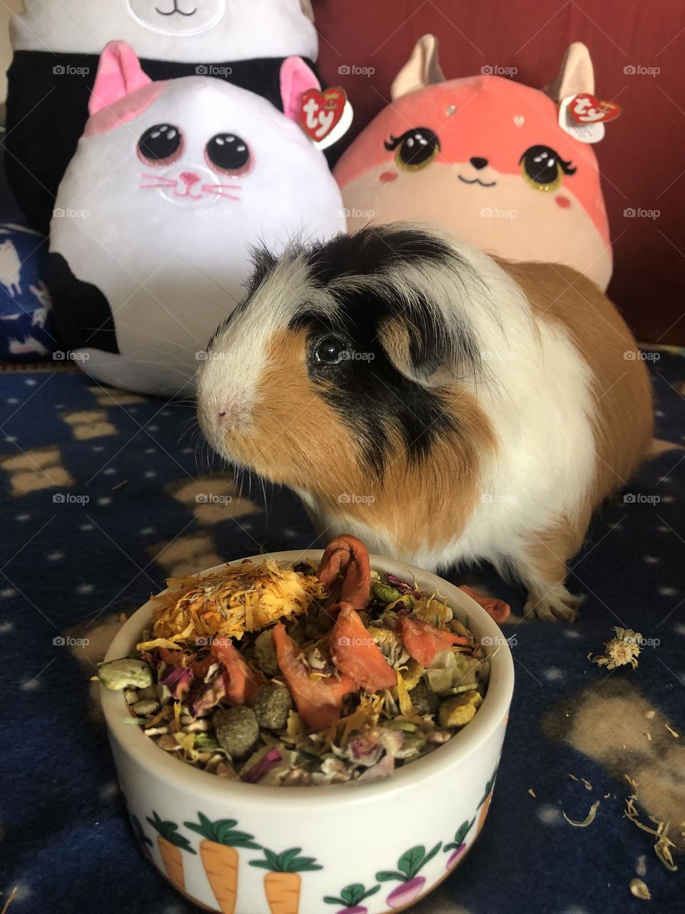 Hungry little Guinea piglet 