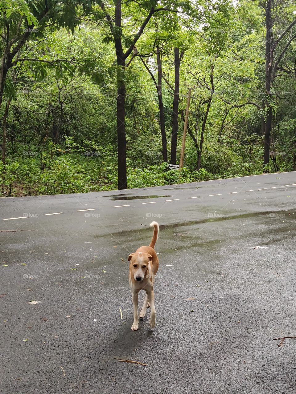 cute street dog on an isolated road in monsoon