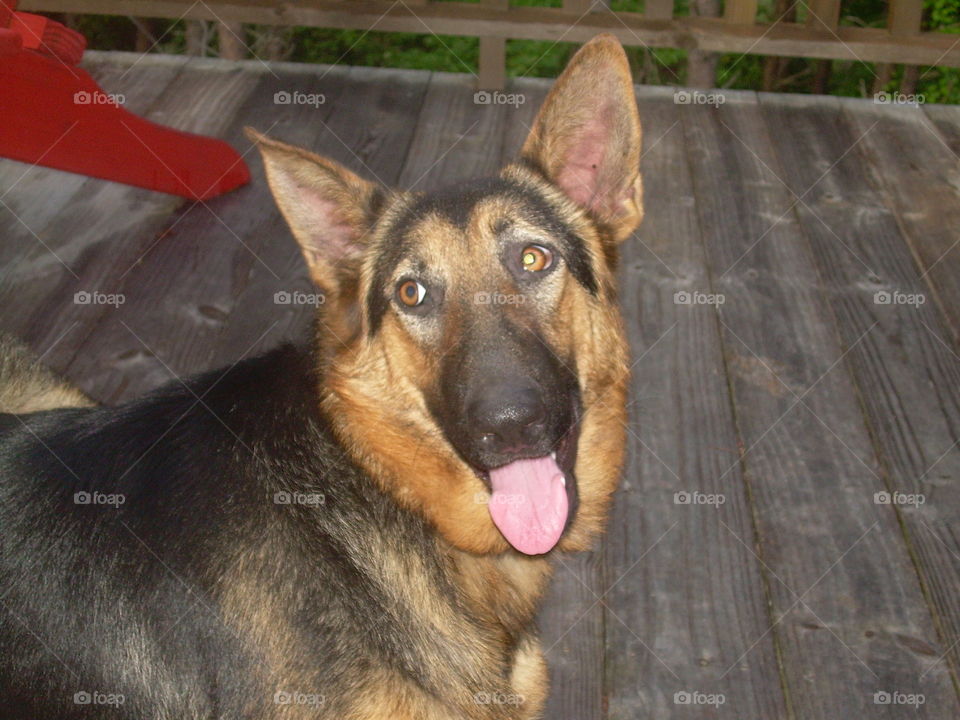 German Shepherd