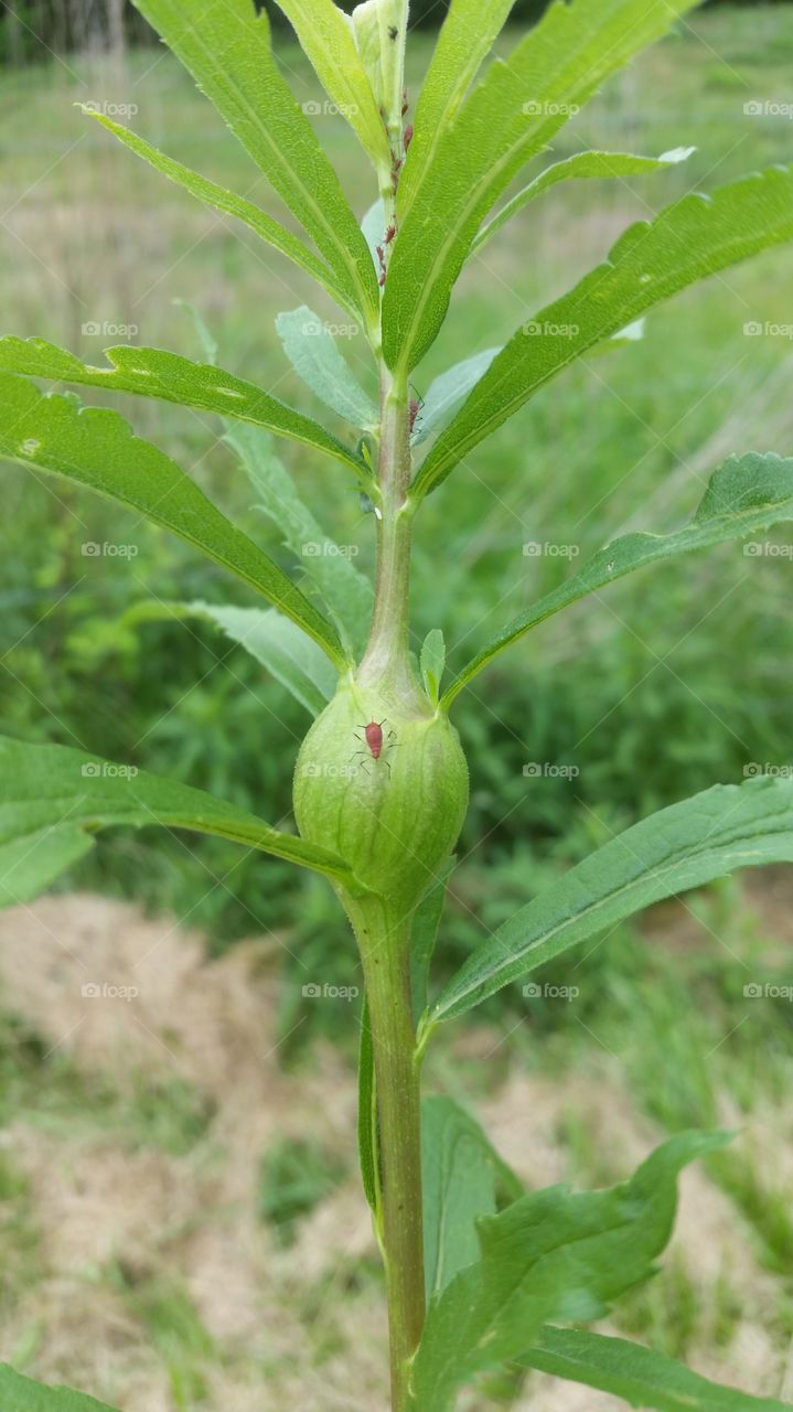 bugs on deformed plant