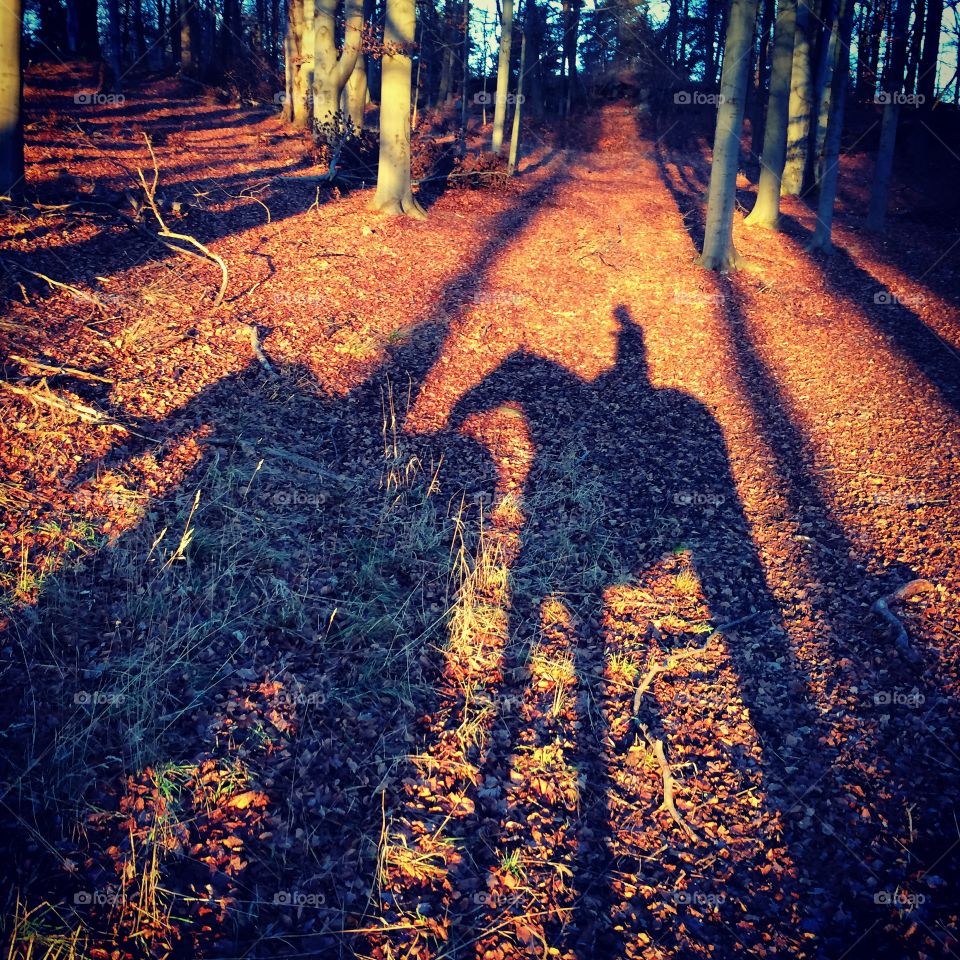 Shadow of two horses and riders in orange beech forest