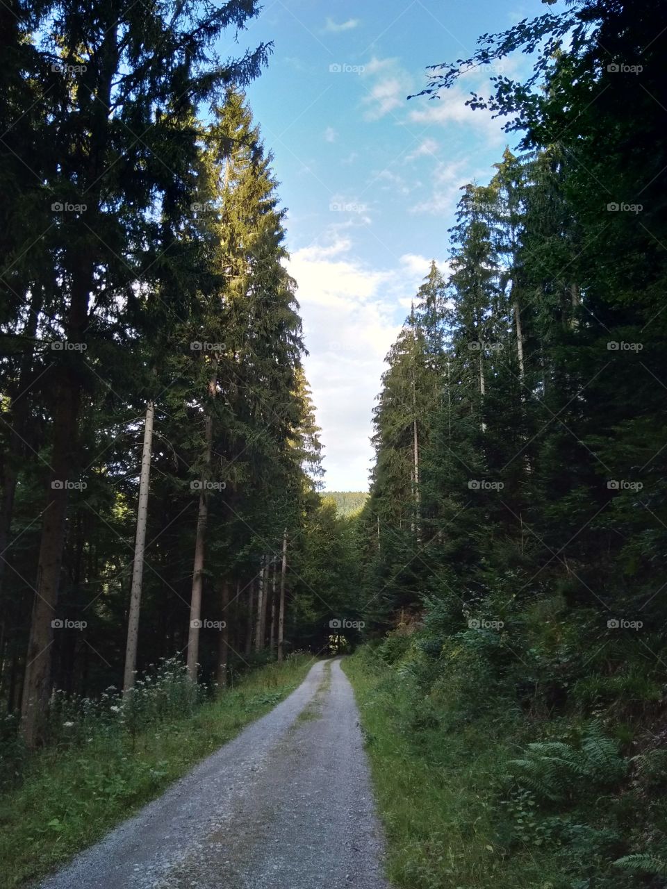 Road, No Person, Tree, Landscape, Nature