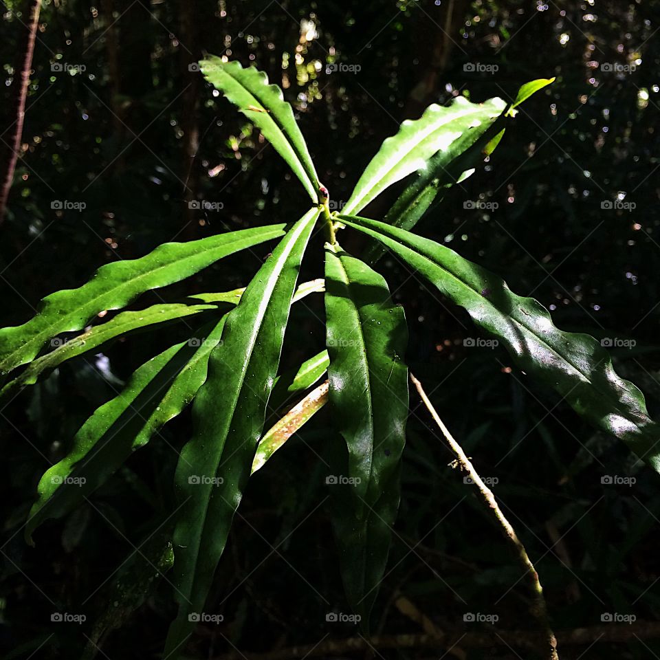 Green rainforest plant leaves 