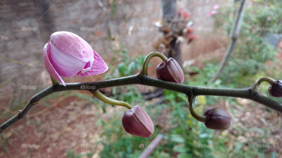 Botões de flores de orquídea.
