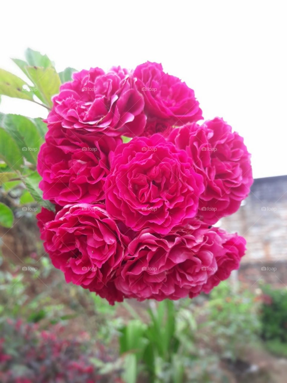 ramo de aroma y ternura