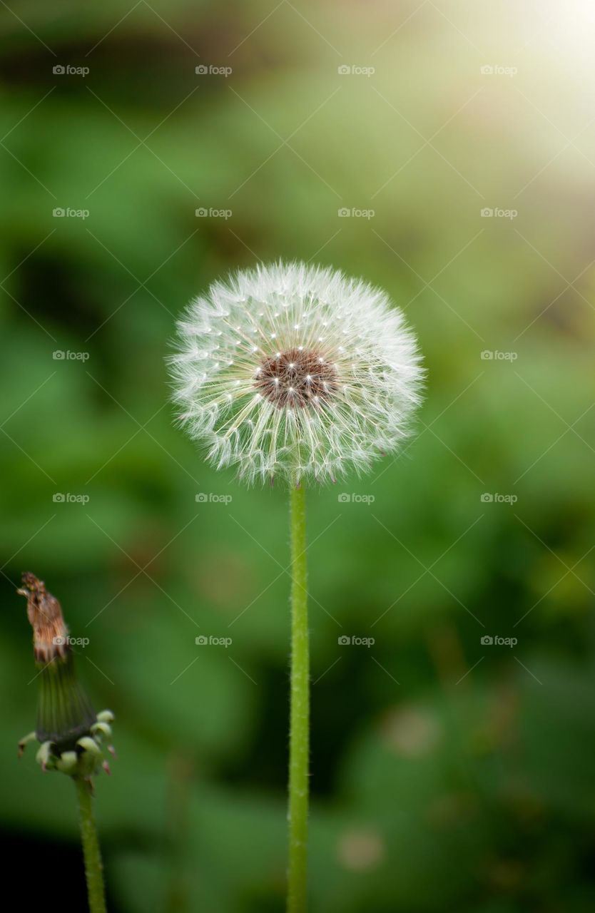 fluffy Airy Dandelion