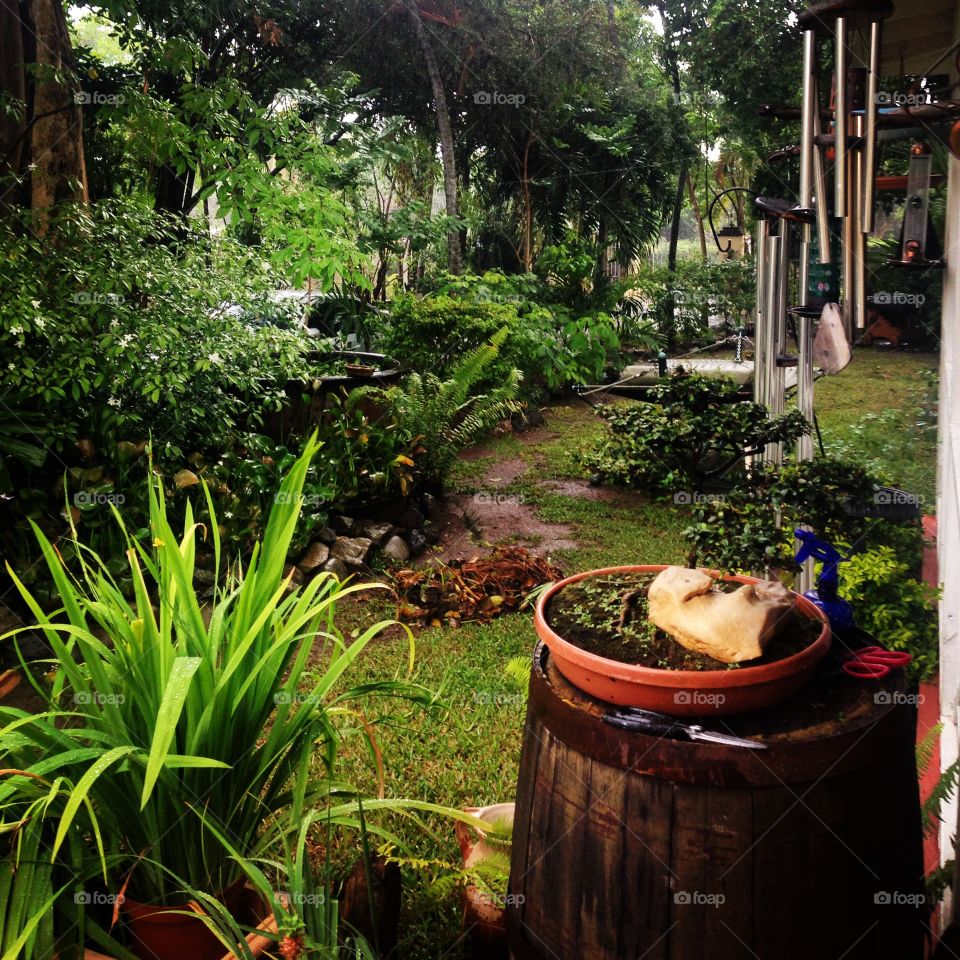 Very green and damp garden after a recent rain, bonsai plants in the fore ground ,Kingston , Jamaica 