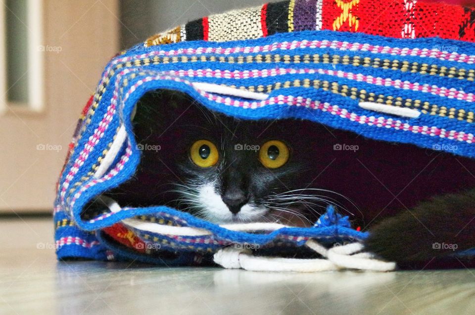 Cat in the bag