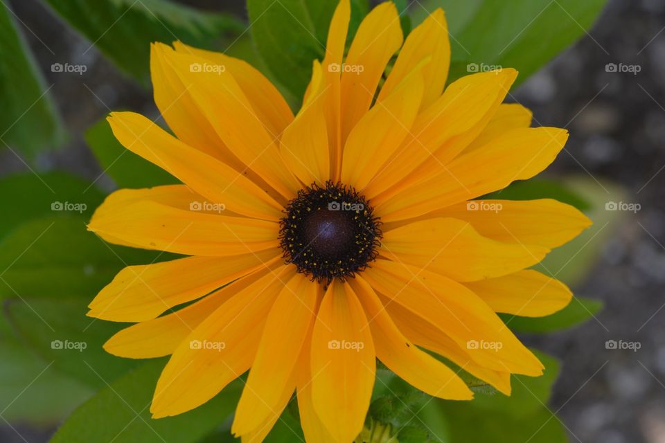 Another Great Macro Shot of a Flower
