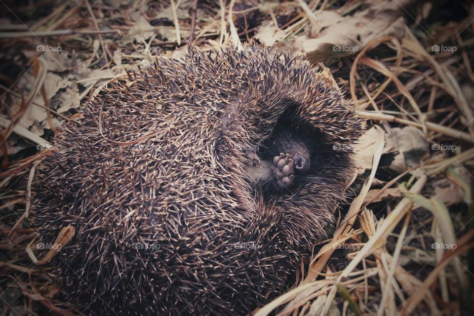 Hedgehog