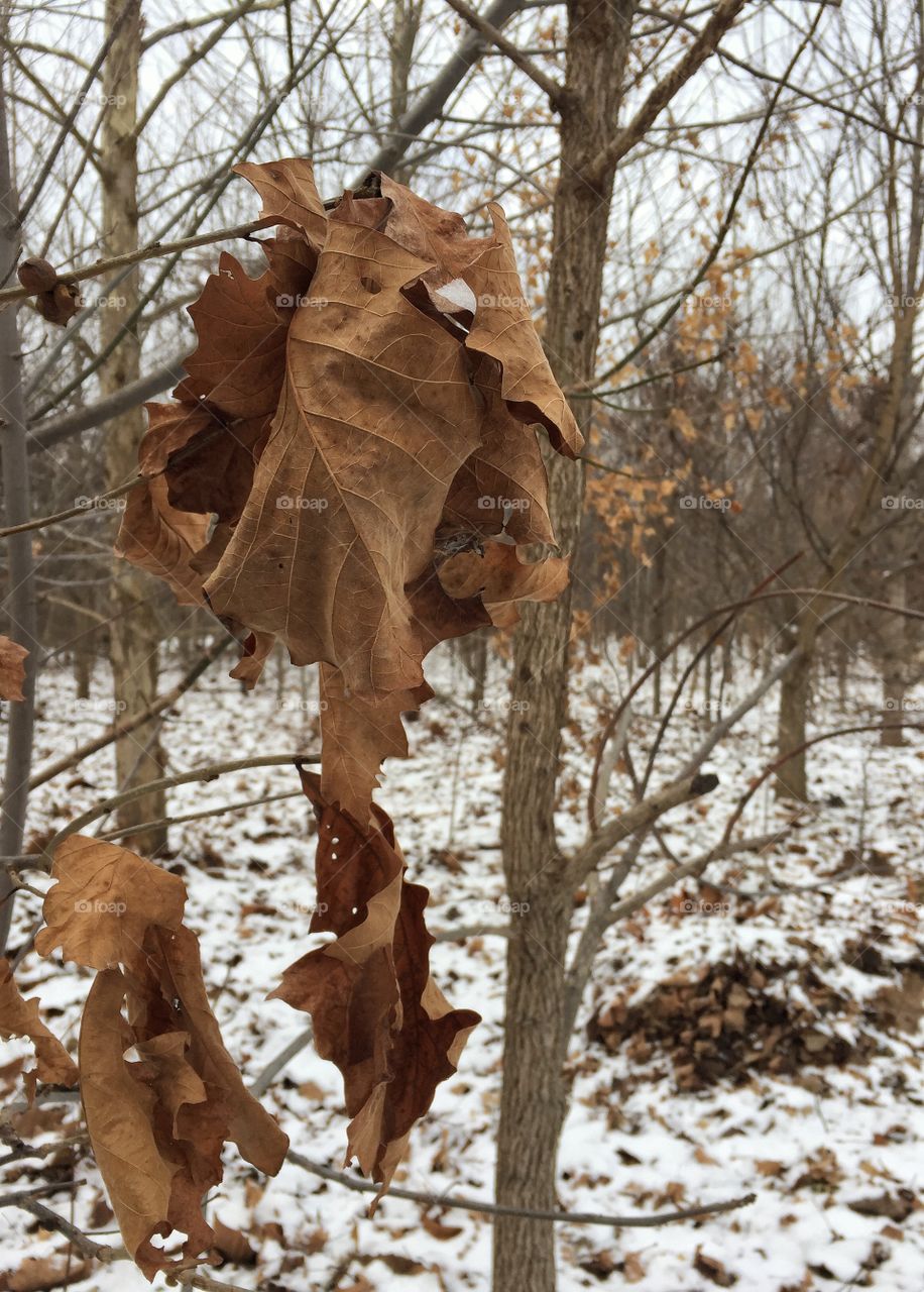 Forest in winter with dead leaves 