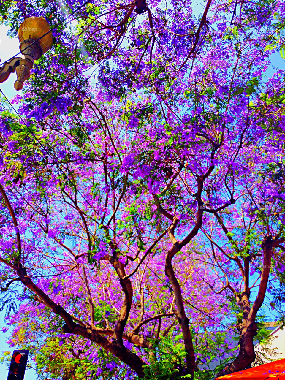 Beautiful purple trees