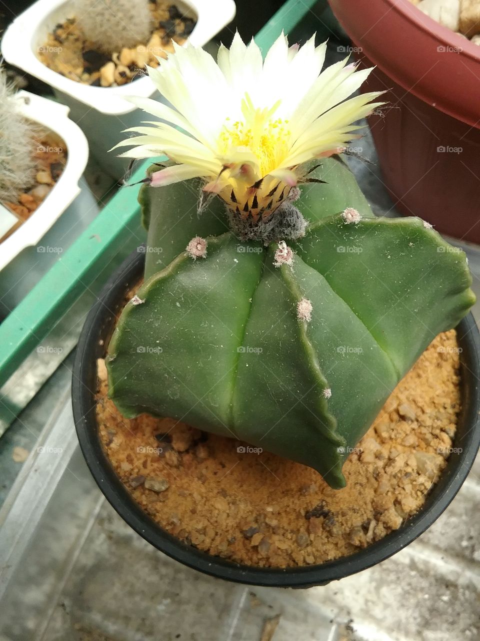 Astrophytum myriostigma var. nudum