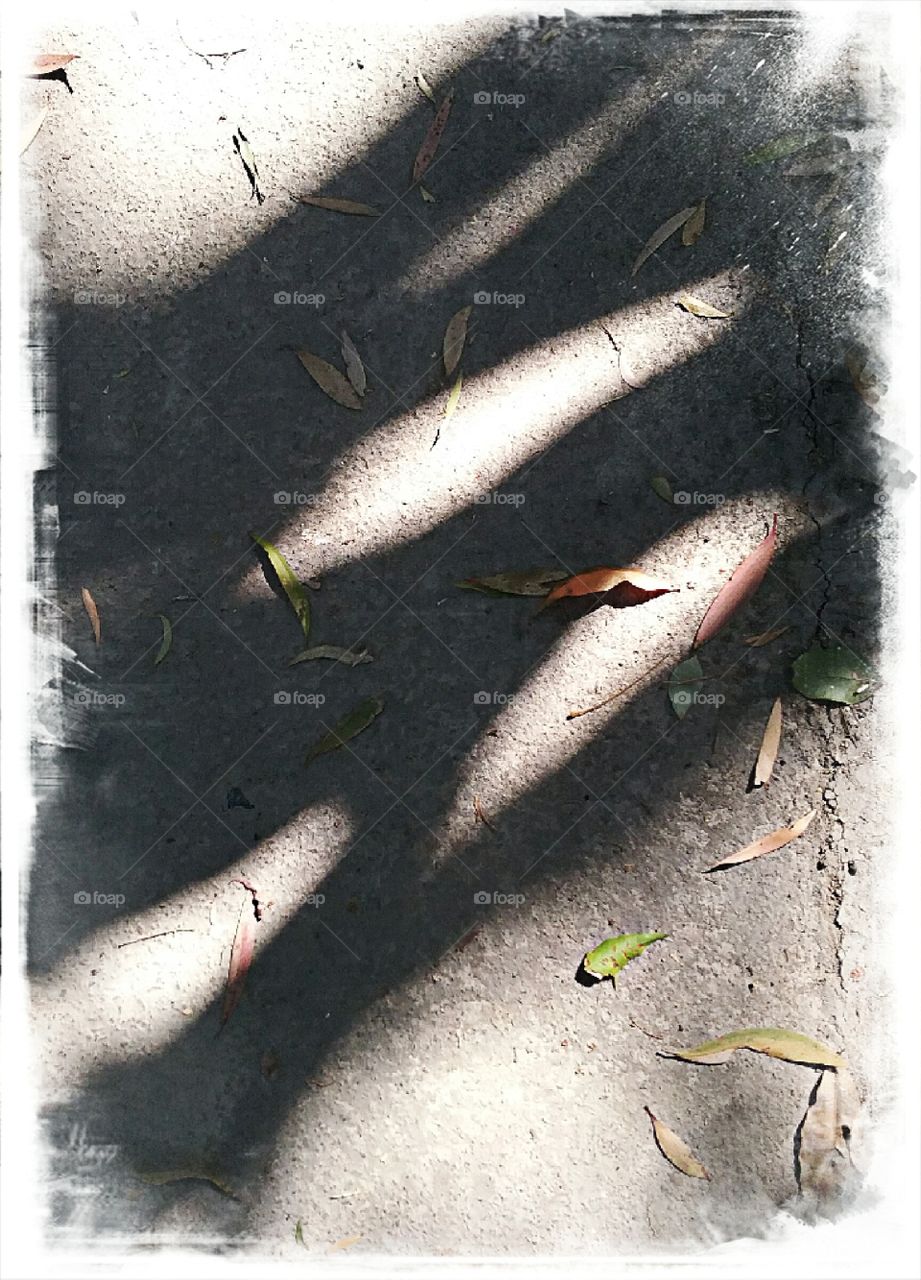 Leaves on path