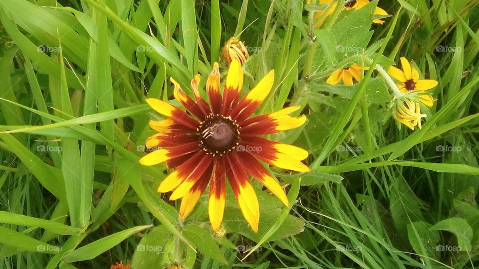 An image of a flower on Governor's Island.