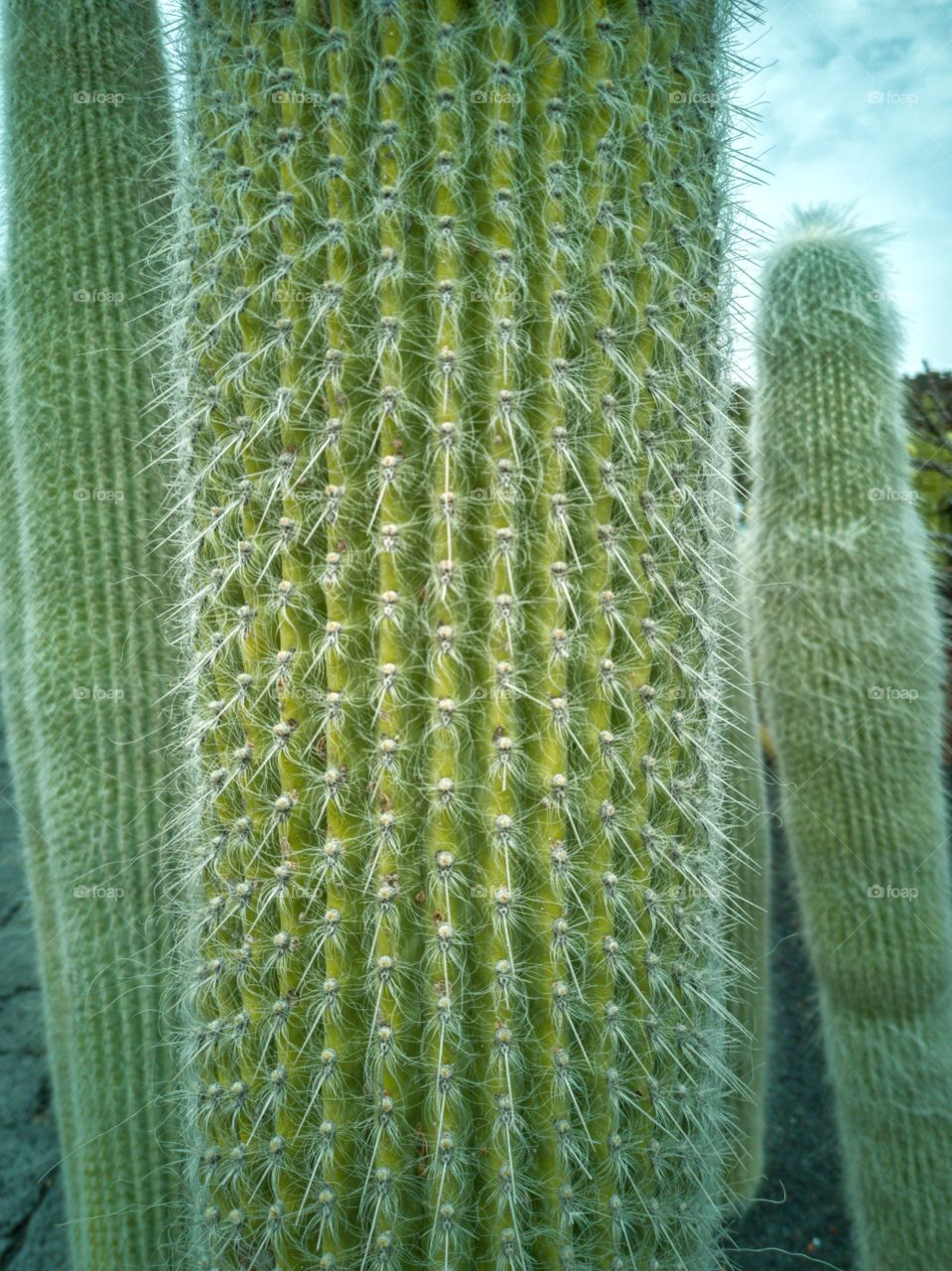 Cactus series