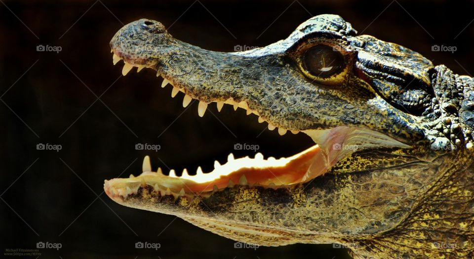 Alligator Profile