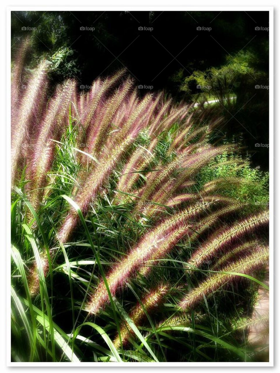 Soft grass