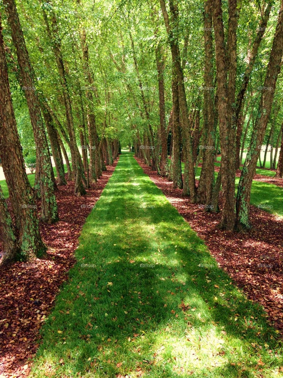 Tree lined path