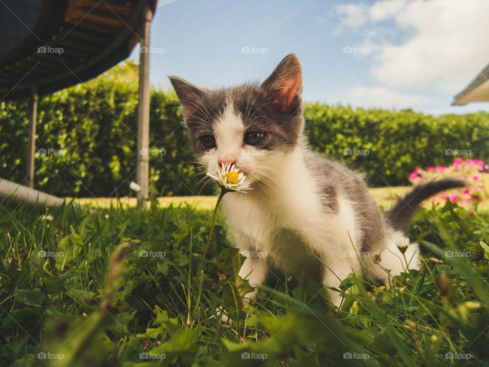Kitty Smelling On Flower
