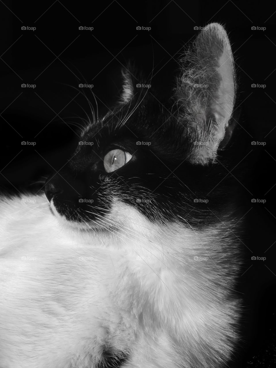 Black and white portrait of a cat 