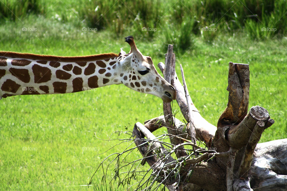 Giraffe checking out the driftwood