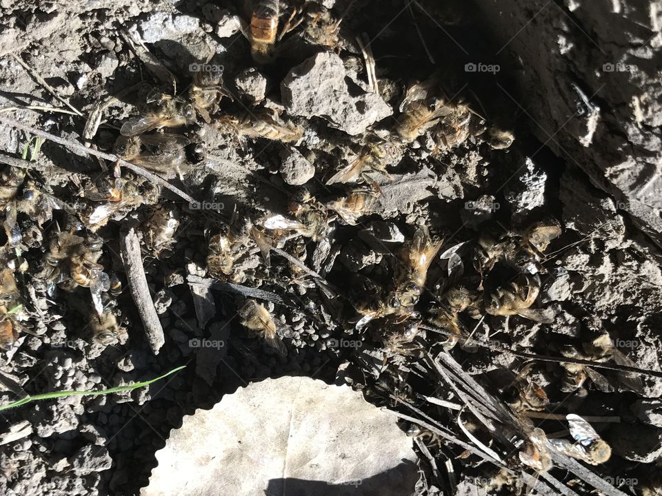 So Sad, Bees Dying Out 2