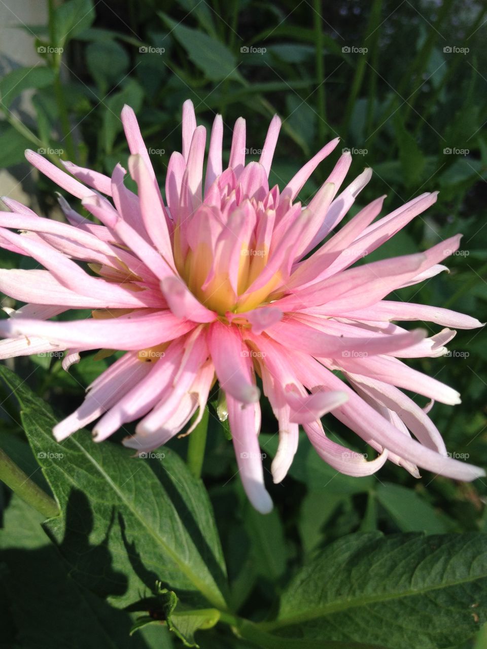 Sun on Pink chrysanthemum.