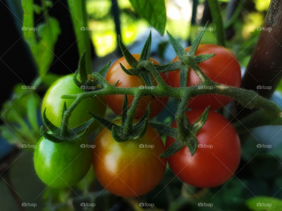 Closeup of Tomatoes Grown on the Balcony, New Stay at Home Hobby