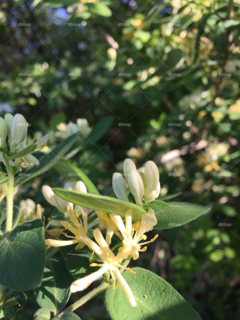 Abundant honeysuckle blossom 
Meridian Park 