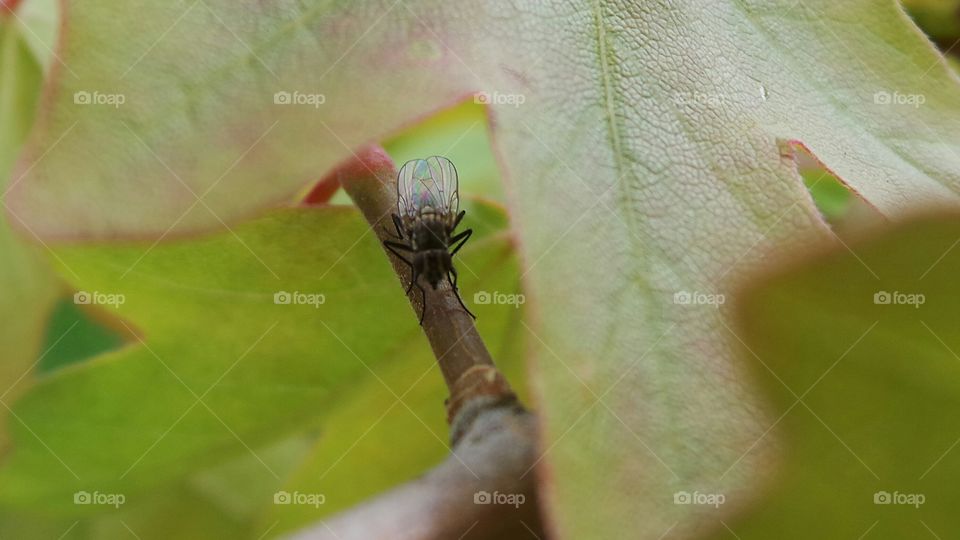 fly. close up