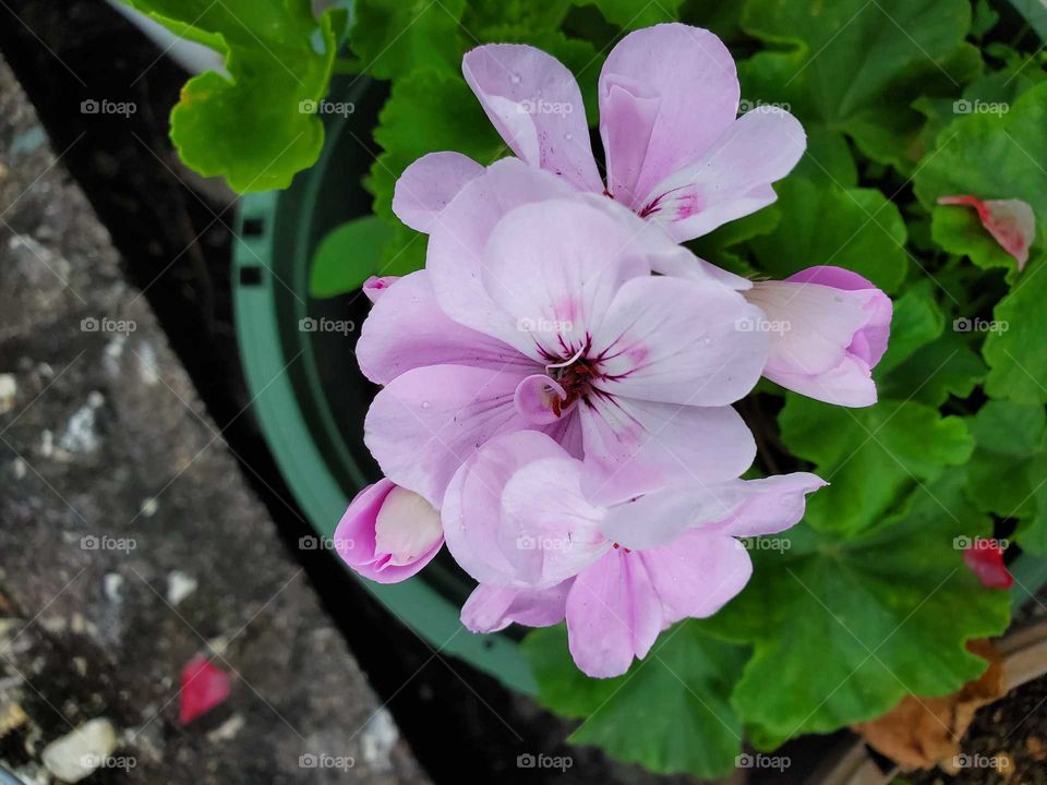 geranium