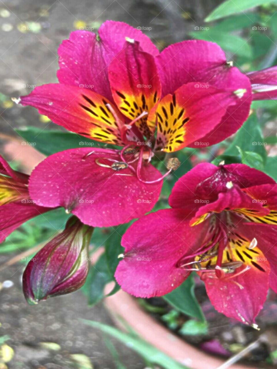 Tiger Lilly