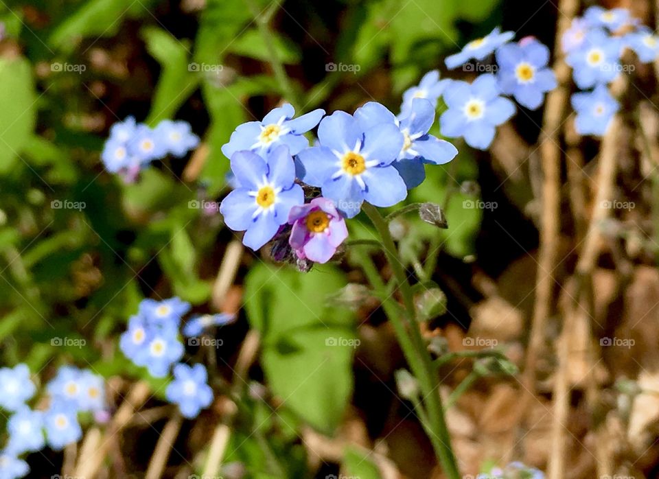 Forget-me-nots 